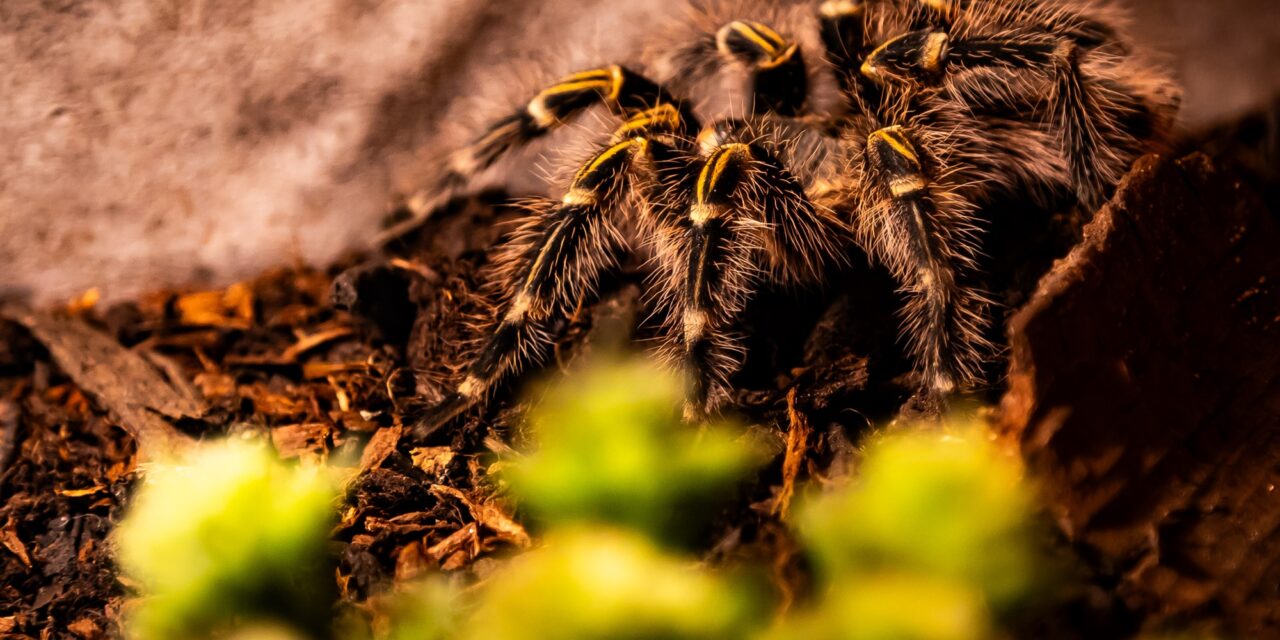 Insektopia