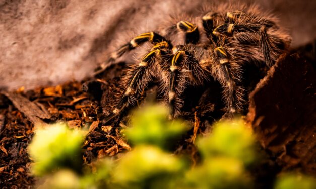 Insektopia